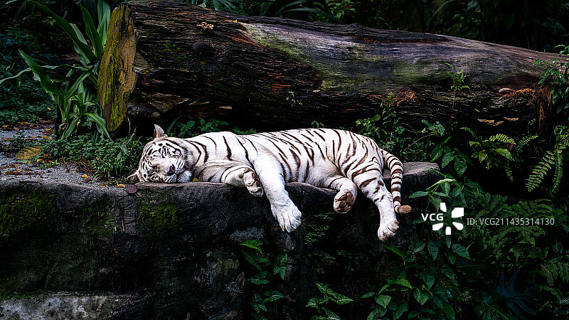 动物园-白老虎图片素材