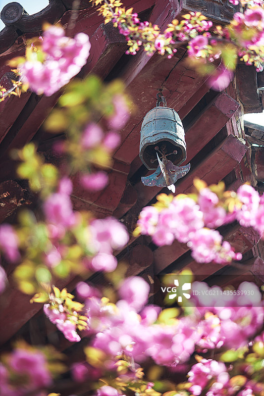 屋檐下的樱花和风铃图片素材