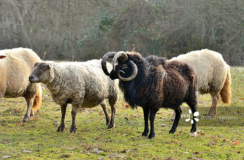 4角雅各羊(羊角羊)，产自法国普瓦图图片素材
