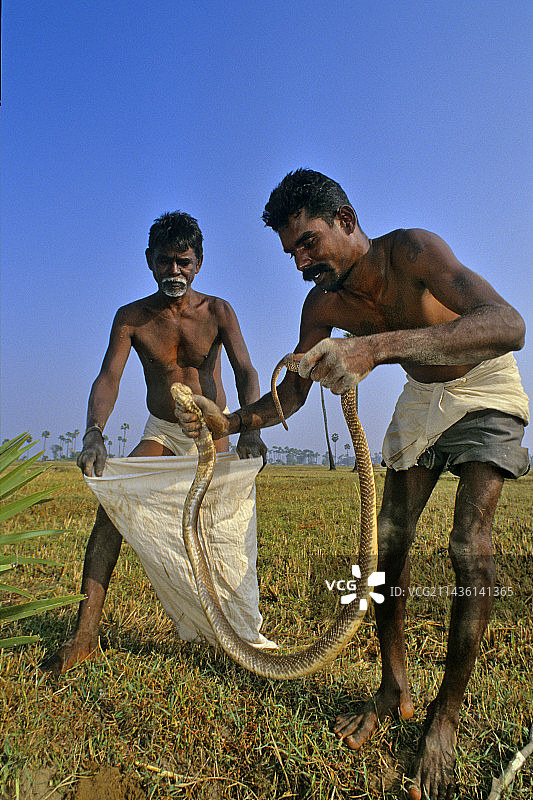 男子伊鲁拉捕捉眼镜蛇-印度泰米尔纳德邦图片素材