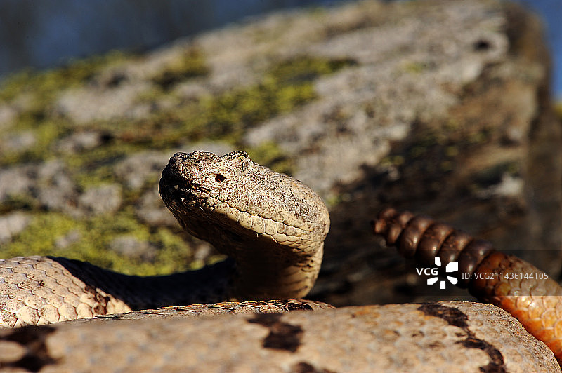 美国奇里卡华山脉的带状岩石响尾蛇肖像图片素材