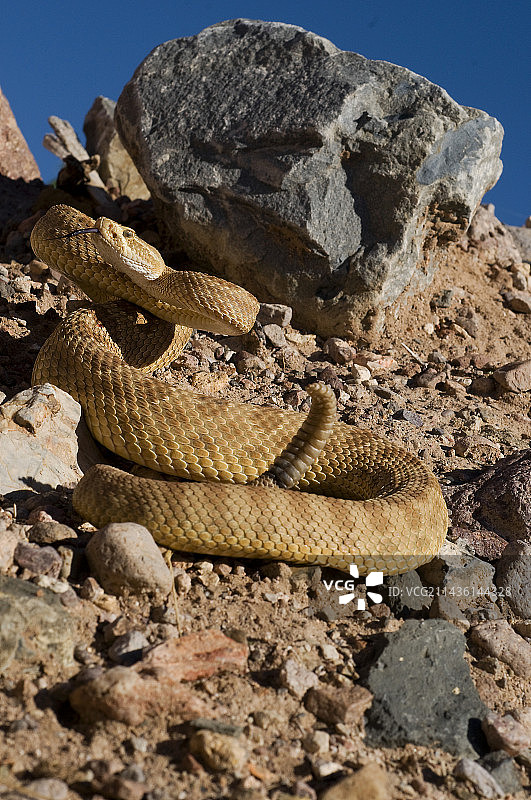 美国亚利桑那州大峡谷响尾蛇图片素材