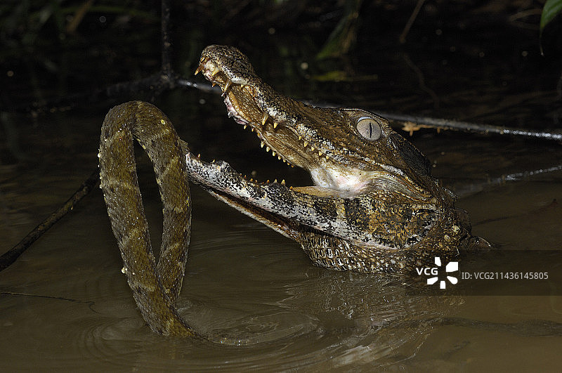 居维叶矮凯门鳄正在吃一条长枪头的圭亚那毒蛇图片素材