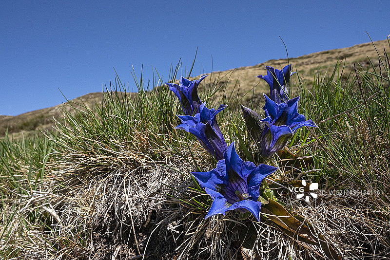 阿尔卑斯龙胆(Gentiana alpina)是龙胆的亚种，是典型的山地花。瓦尔科拉，瑞士提契诺州卢加诺区的前直辖市图片素材
