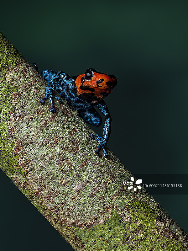 毒蛙(毒蛙属)，秘鲁图片素材