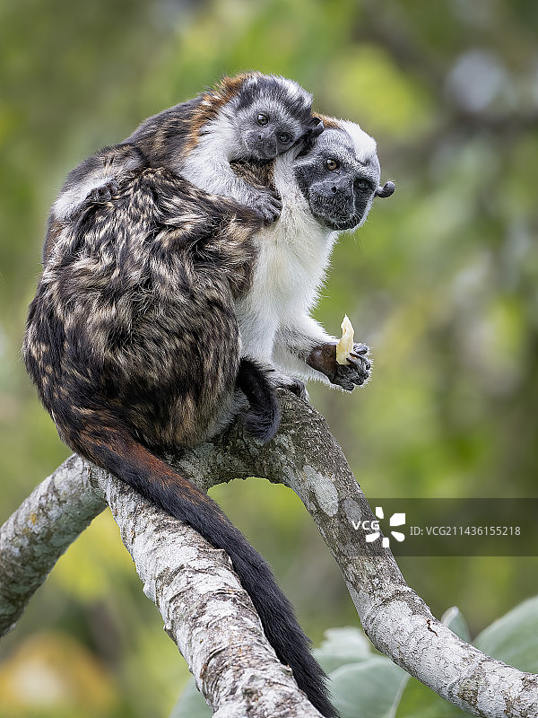 Geoffroy吗?巴拿马索贝拉尼亚国家公园，雄性绢毛猴(Saguinus geoffroyi)带着幼崽图片素材
