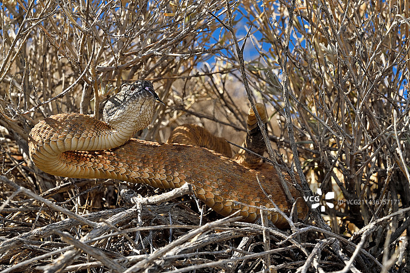 Panamint响尾蛇(Crotalus stephensi)，加利福尼亚中东部，内华达州西南部。图片素材