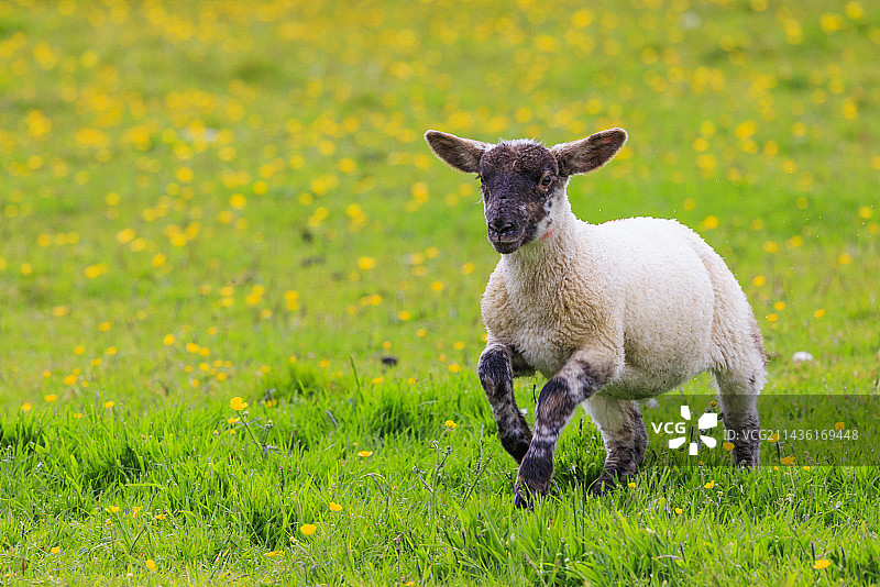 设得兰绵羊，小羊在草地上奔跑，苏格兰设得兰图片素材