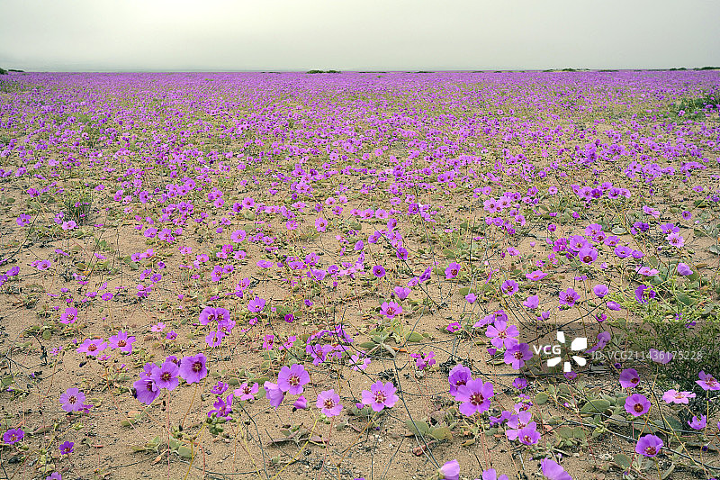 智利阿塔卡马地区托托尔附近的开花沙漠现象，与马齿苋(马齿苋科)图片素材
