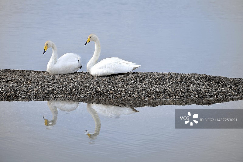赛里木湖的天鹅图片素材