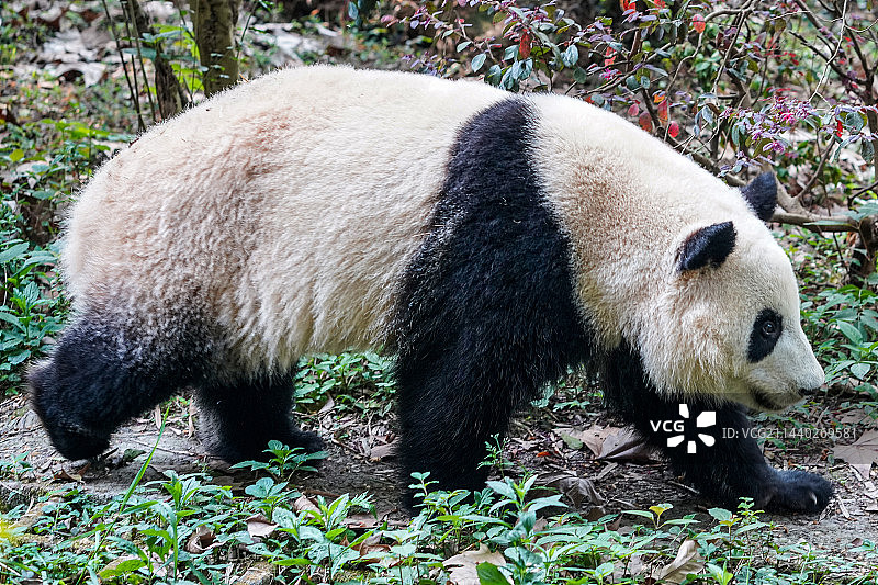 熊猫花花走路图片素材