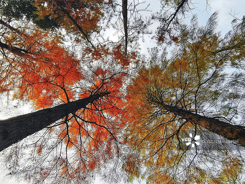 水杉的四季图片素材