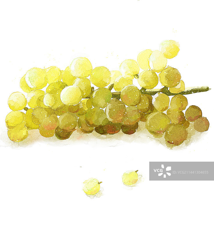 葡萄，白底水彩画图片素材