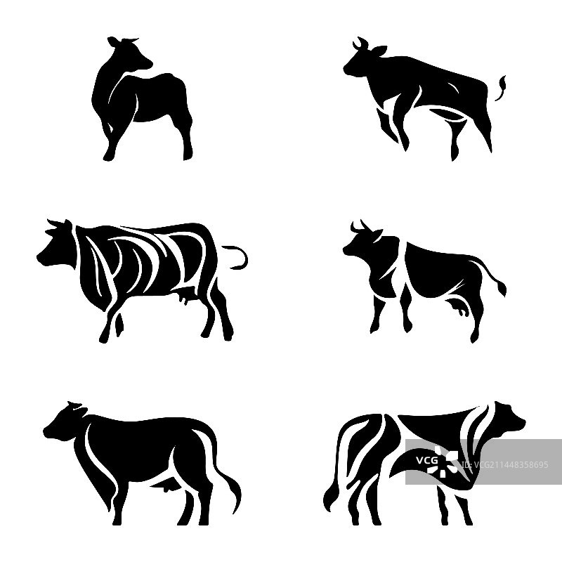 公牛和母牛被隔离在白色的背景上图片素材