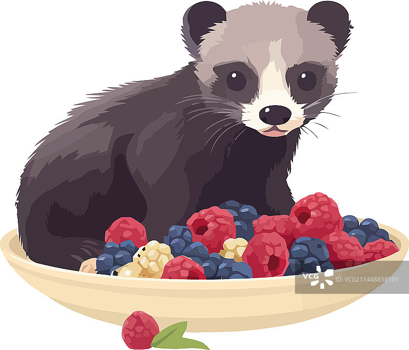 毛茸茸的浣熊正在吃碗里的甜蓝莓图片素材