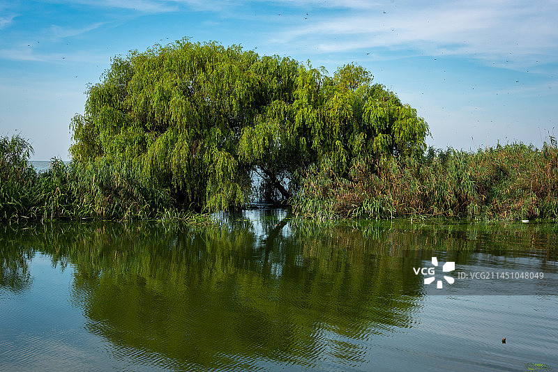无锡马山镇附近的太湖风貌，蓝天白云下是郁郁葱葱的树林完全沉浸在水中图片素材