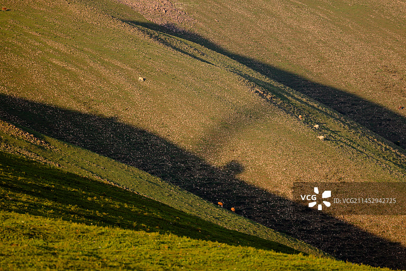 黄昏山坡上吃草的牛群图片素材