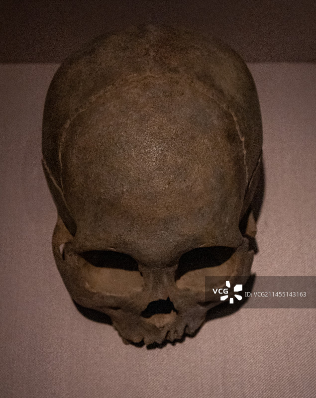 博物馆里的灵江人头盖骨图片素材