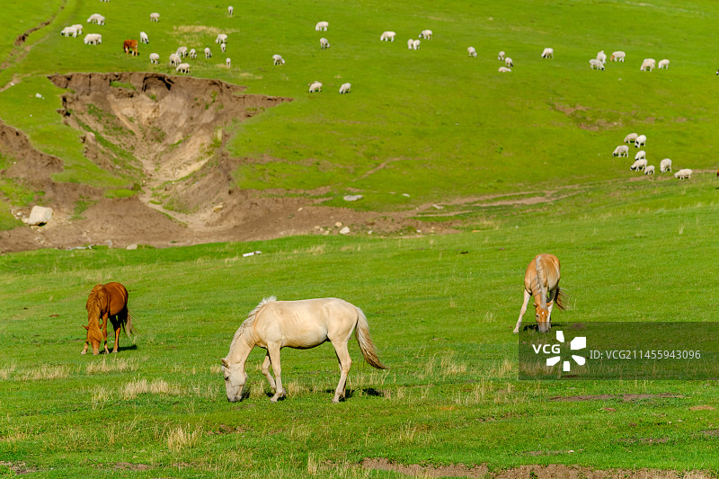 内蒙古草原上放牧图片素材