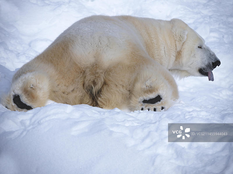 北极熊(Ursus maritimus)，北极熊(C)图片素材