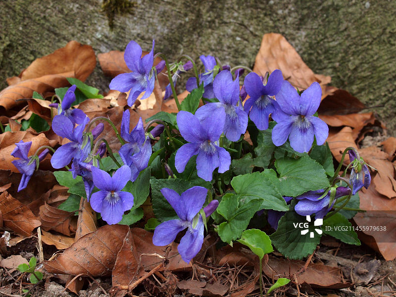 希思犬紫罗兰(viola canina)，马紫罗兰图片素材