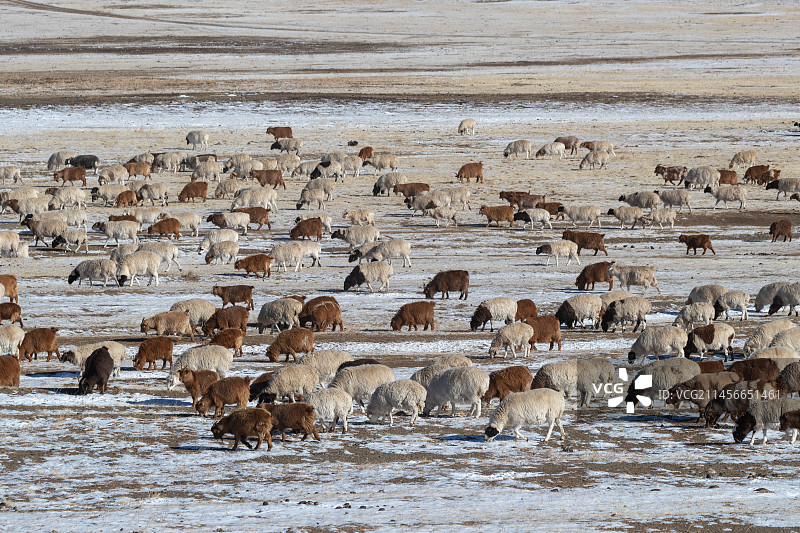 一群山羊和绵羊，草原地区，蒙古东部图片素材