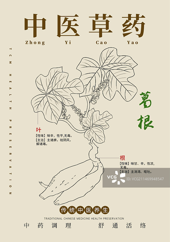 手绘中草药葛根特写植物插画版式设计海报图片素材