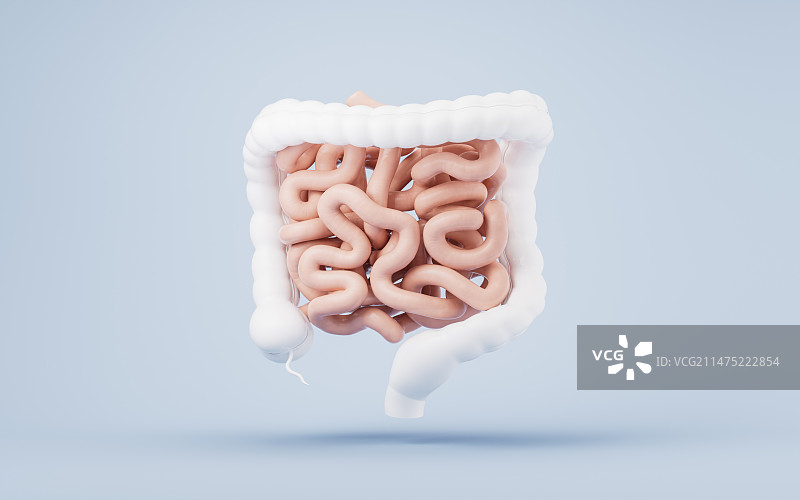 内脏器官肠道3D渲染图片素材