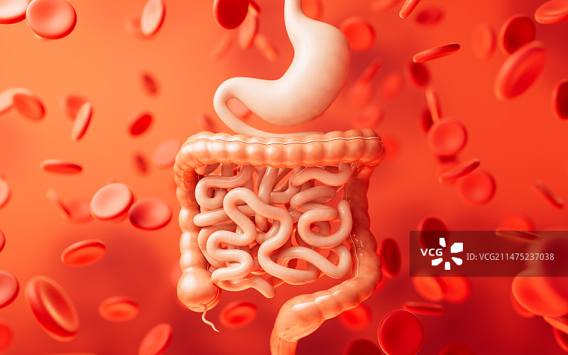 肠胃消化道内脏器官3D渲染图片素材
