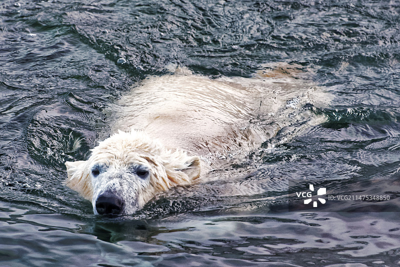 北极熊游泳图片素材