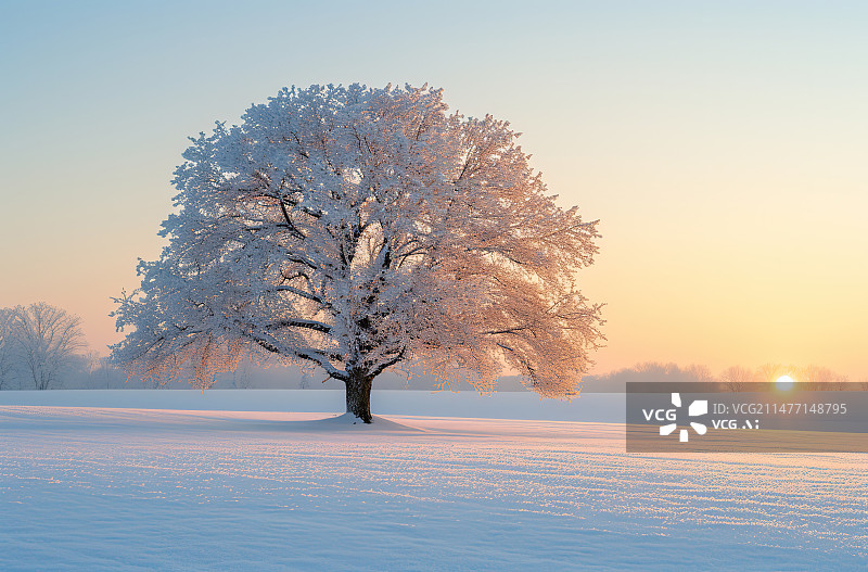 【AI数字艺术】雪地上的树顶着天空图片素材