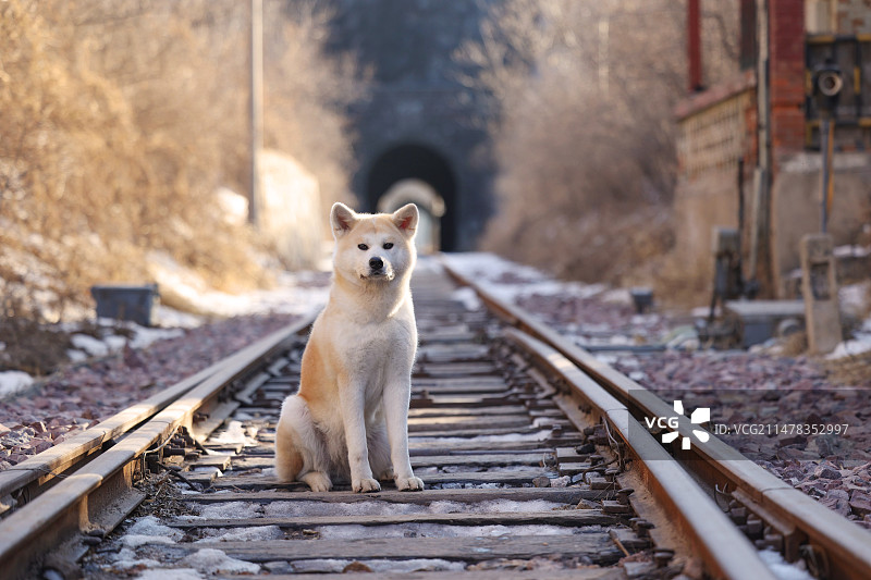 山洞铁路隧道中的秋田犬图片素材