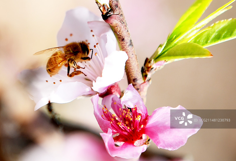 蜜蜂在盛开的桃花丛中采蜜图片素材