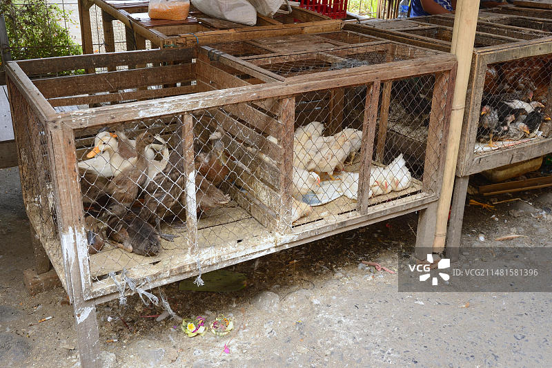亚洲印度尼西亚巴厘岛北巴厘岛Seririt市场上出售的鸡鸭图片素材