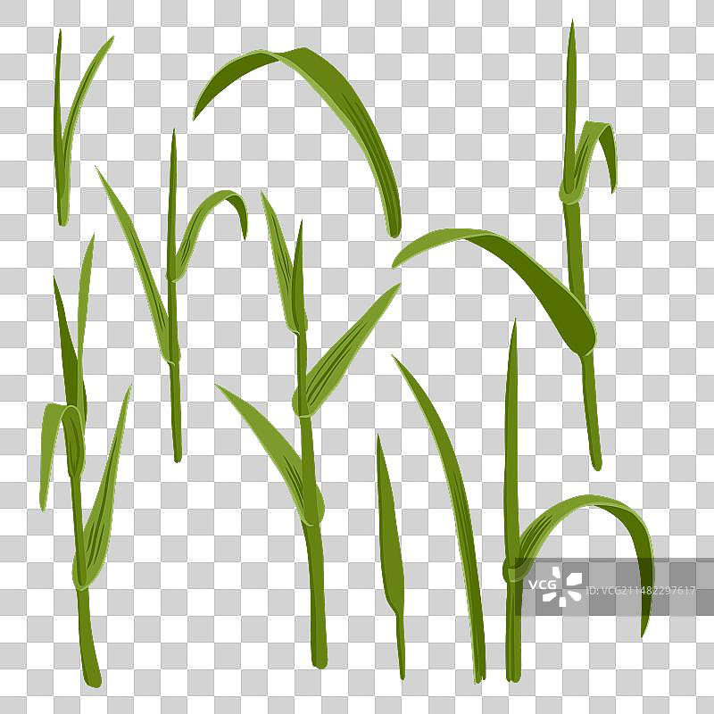 绘制草类植物图片素材