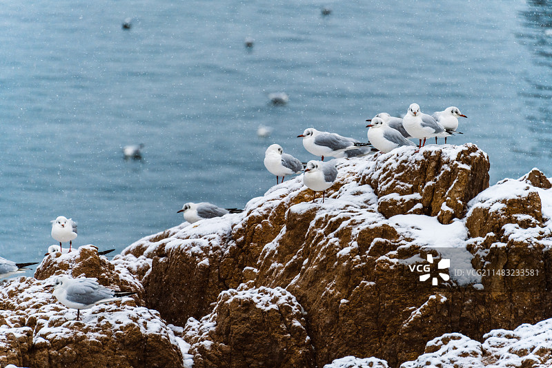 青岛冬季下雪后，海鸥海边觅食图片素材