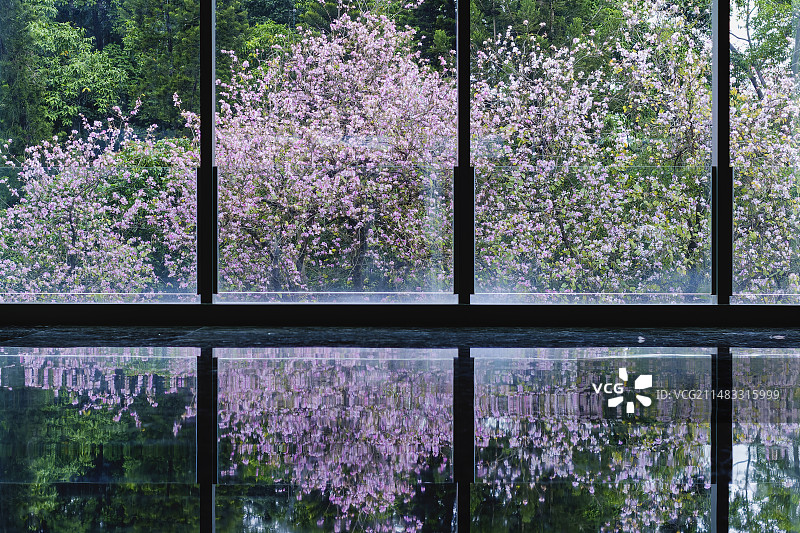 窗外的紫荆花图片素材