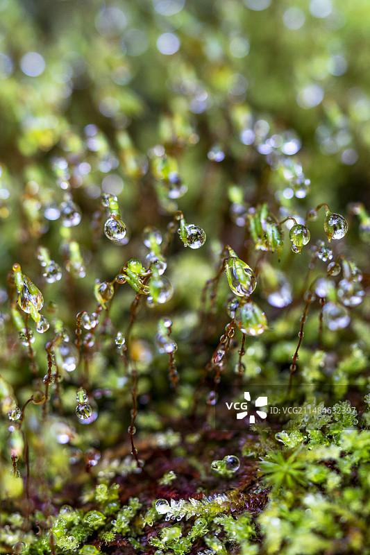 墙藓苔藓带着闪闪发光的水滴图片素材