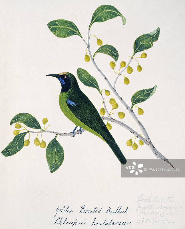 Golden-fronted leafbird图片素材