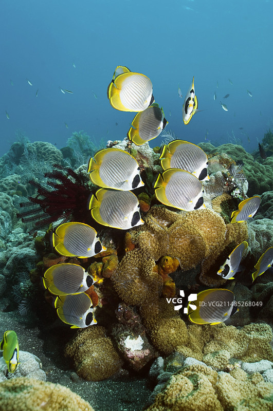 珊瑚礁上的熊猫蝴蝶鱼图片素材