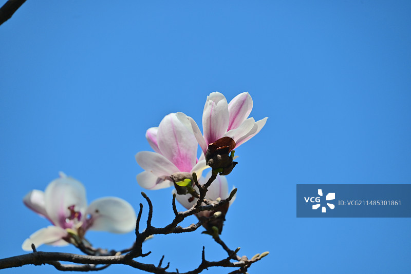 淡蓝色天空下粉红色开花植物的低角度视图图片素材