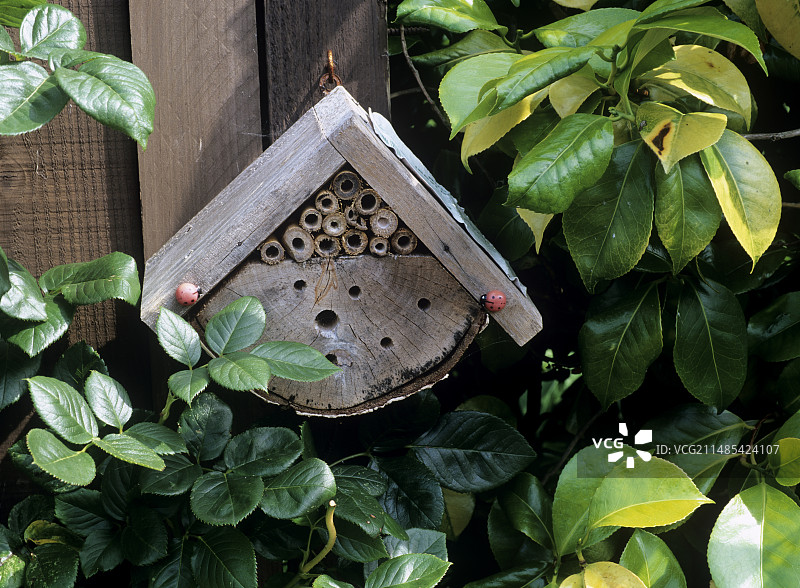 为花园中有用的昆虫提供冬季庇护所图片素材