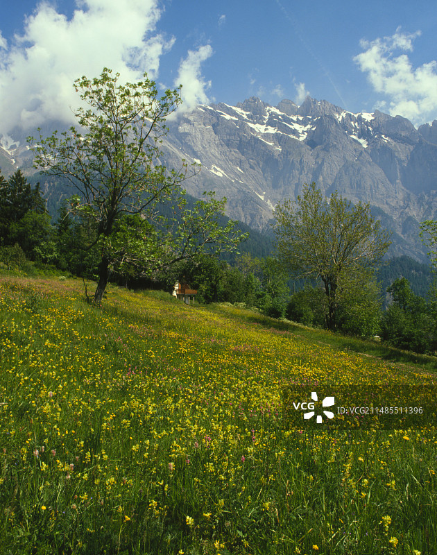 瑞士高山草地上的花朵图片素材