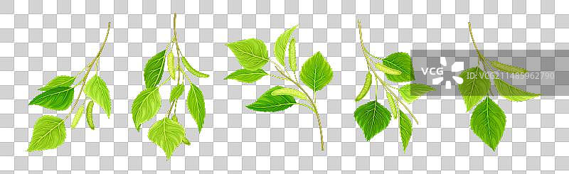 绿色的桦树树枝，上面有柳絮和叶子图片素材