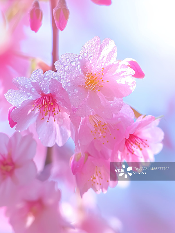 【AI数字艺术】春天浪漫粉色樱花特写,二十四节气春分图片素材