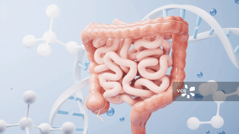 内脏器官肠道生物科技医学概念3D渲染图片素材