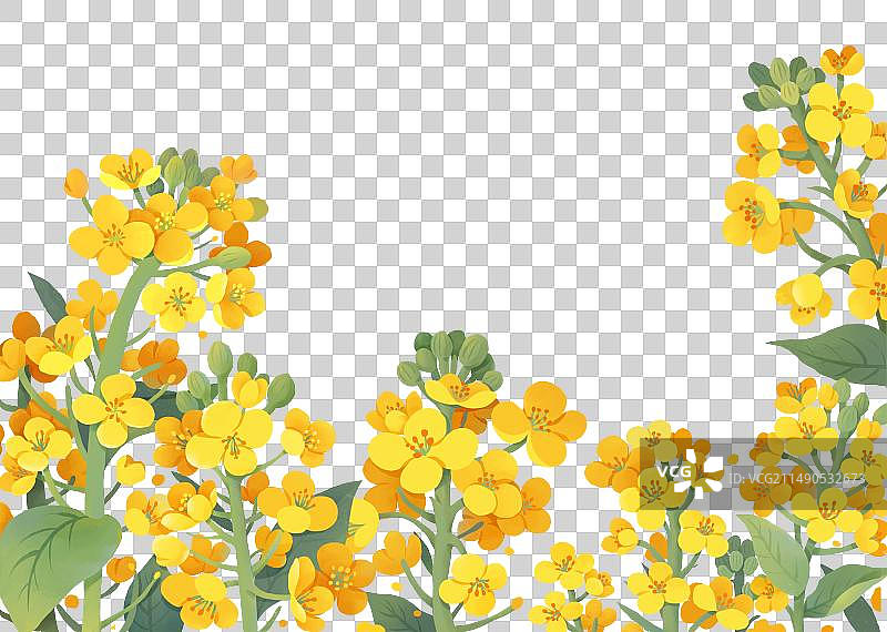 春天节气插画元素盛开的油菜花图片素材