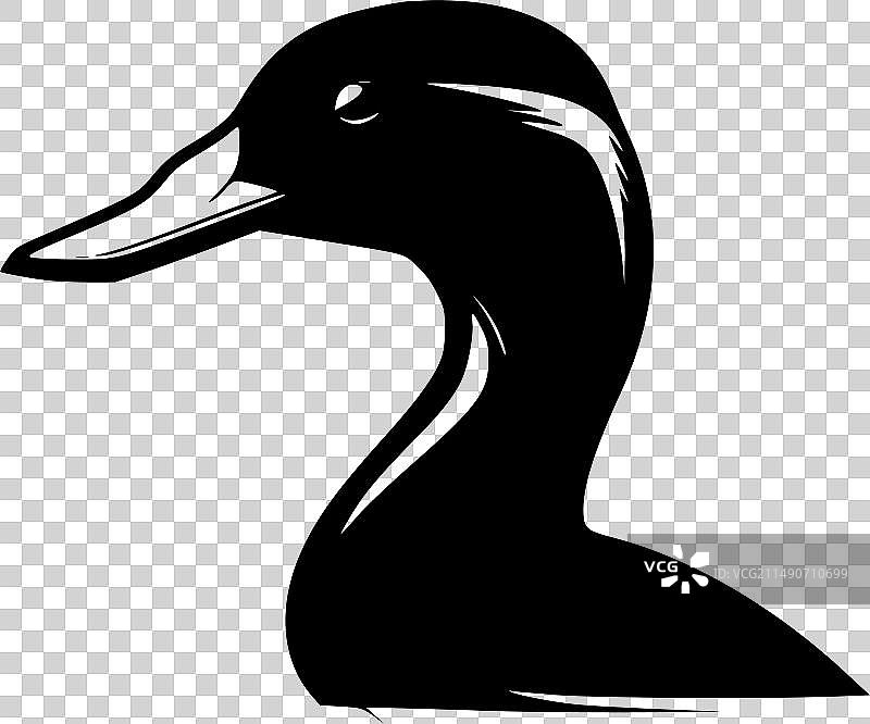 鸭子——黑白相间图片素材