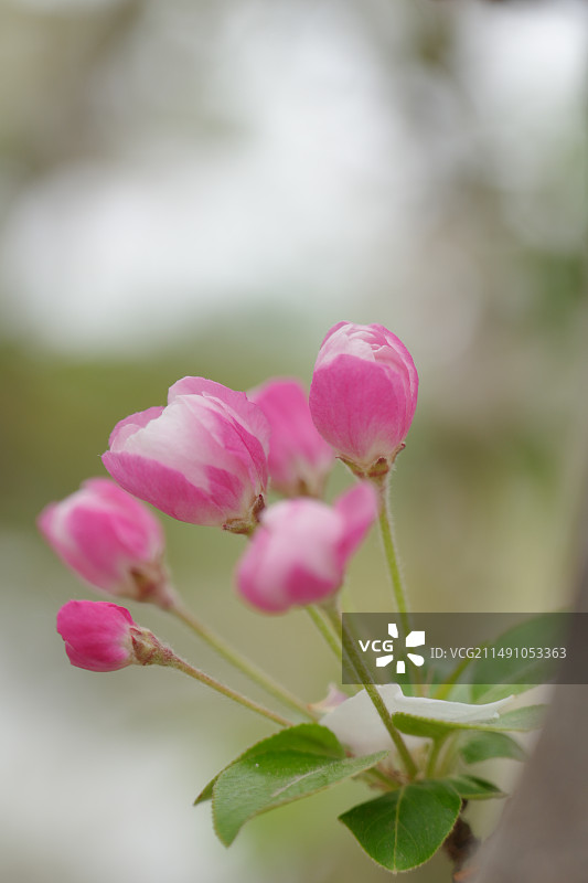 粉红色含苞待放的海棠花特写镜头图片素材