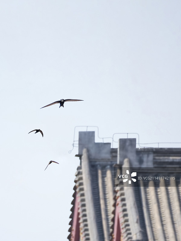 几只楼燕飞过古建筑的屋顶图片素材